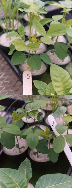 Figure 6-8. Sulfur deficiency induced in the greenhouse (top) an